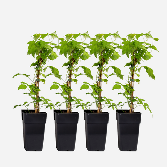 Rubus idaeus 'Malling Promise' - Set van 4 - Framboos