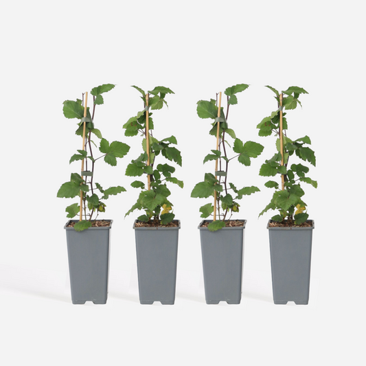 Ribes rubrum - Aalbes - Set van 4 - Rode bessen