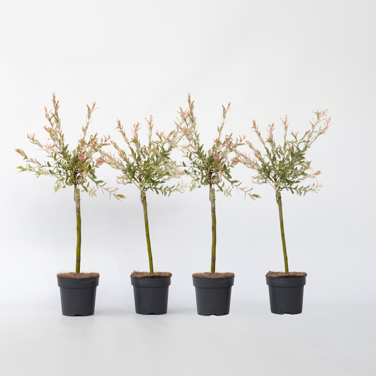 Salix Flamingo - Set van 4 - Bonte wilg