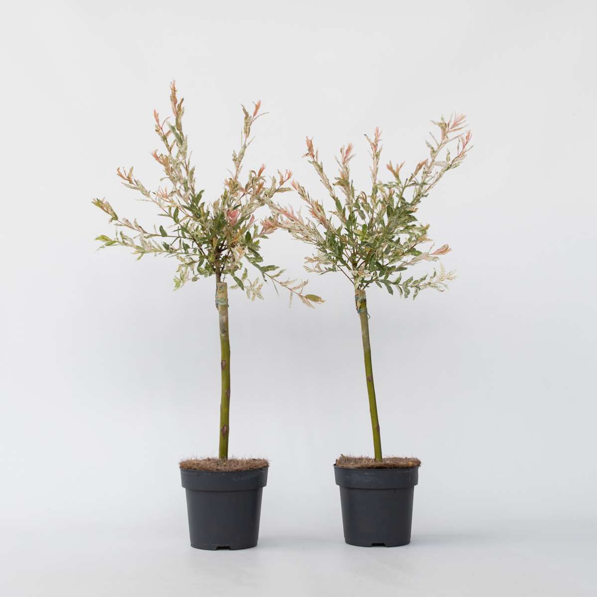 Salix Flamingo - Set van 2 - Bonte wilg