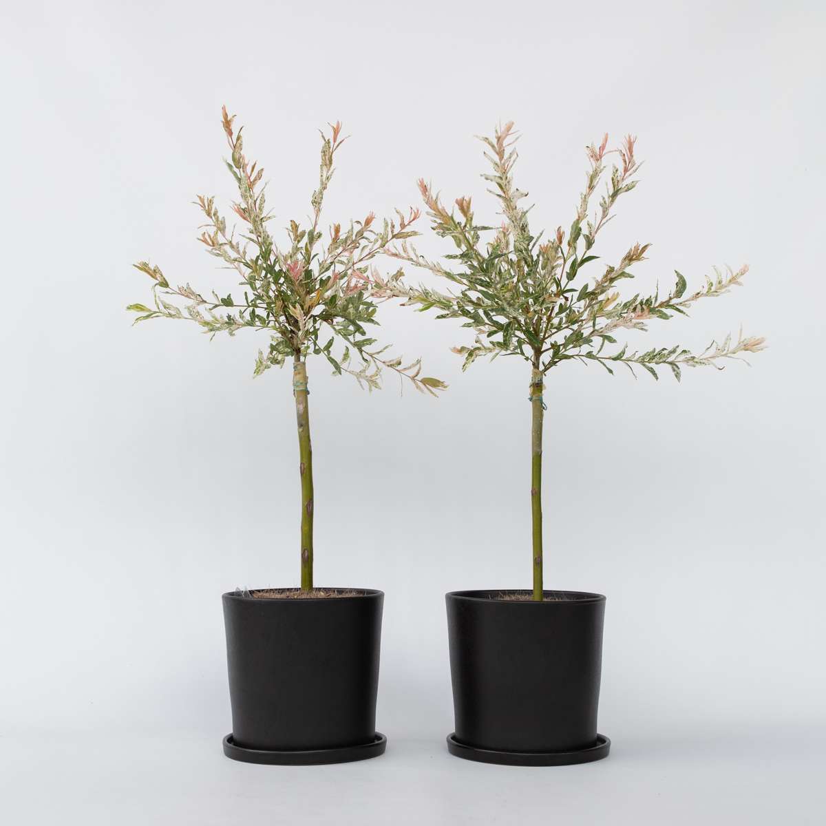 Salix Flamingo - Set van 2 - Bonte wilg