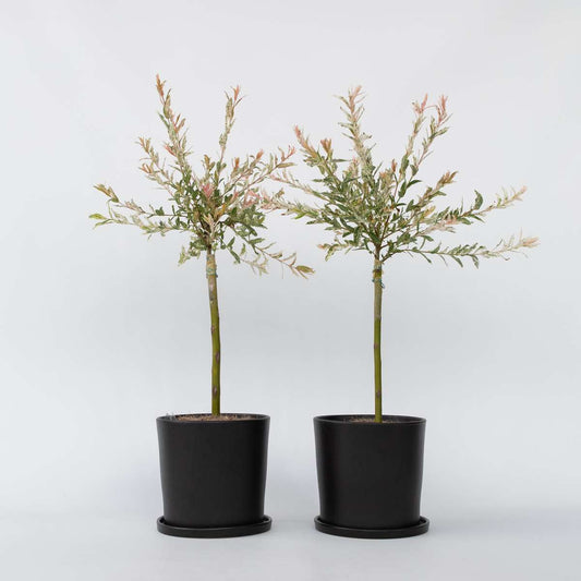 Salix Flamingo - Set van 2 - Bonte wilg