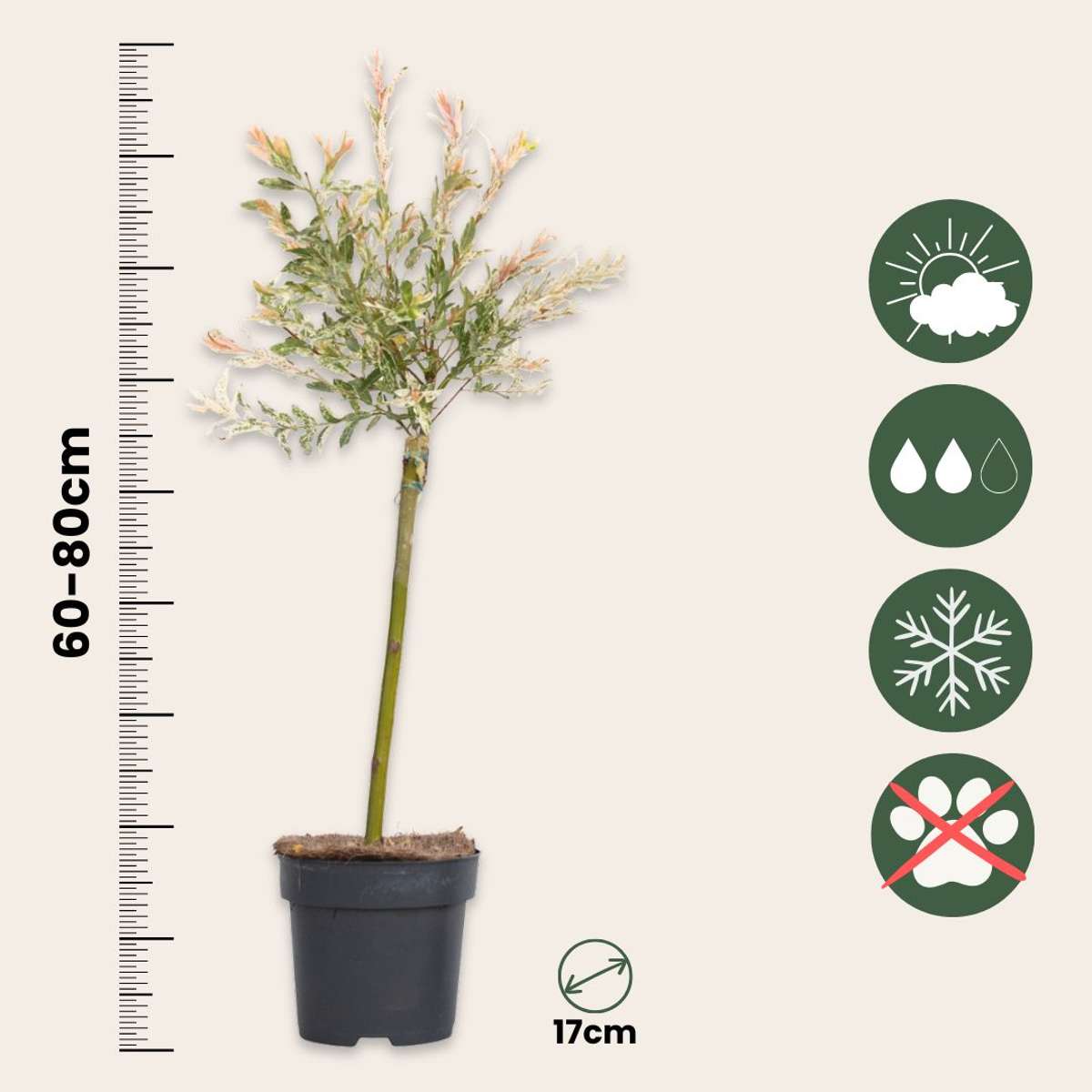 Salix Flamingo - Set van 2 - Bonte wilg