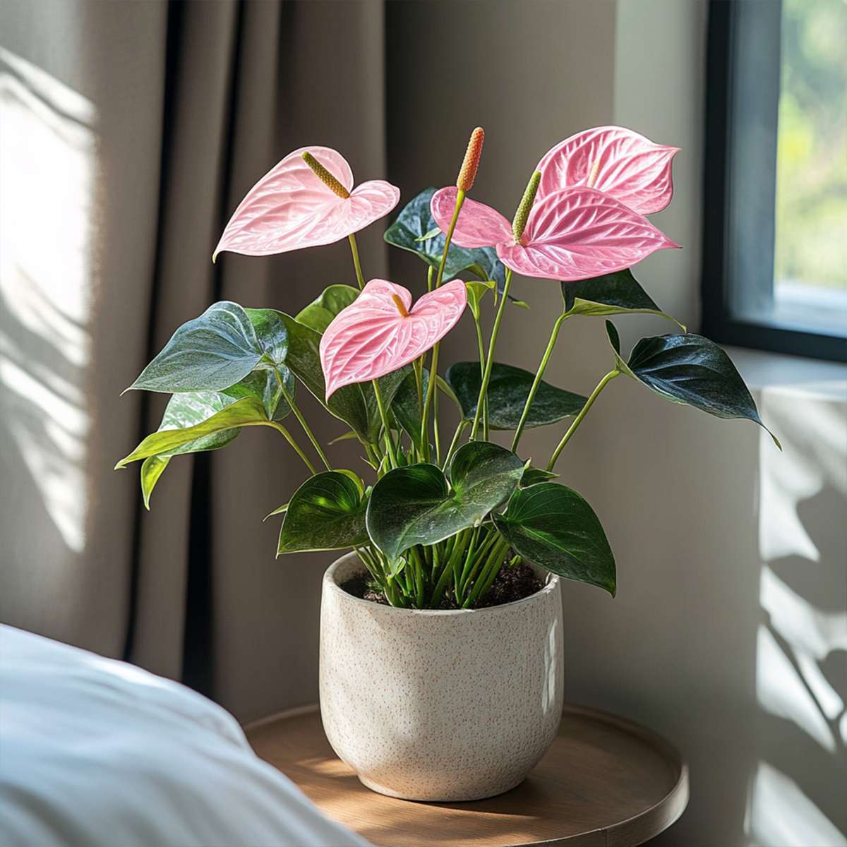 Anthurium 'Sweet Dream' - Flamingoplant