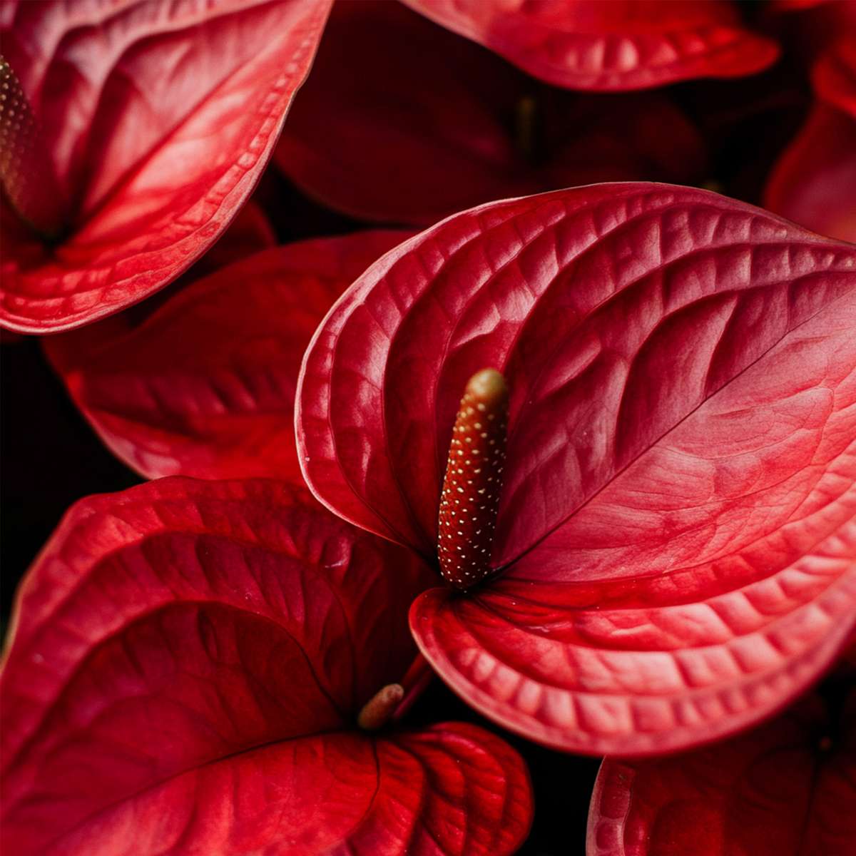Anthurium 'Madural Red' - Flamingoplant