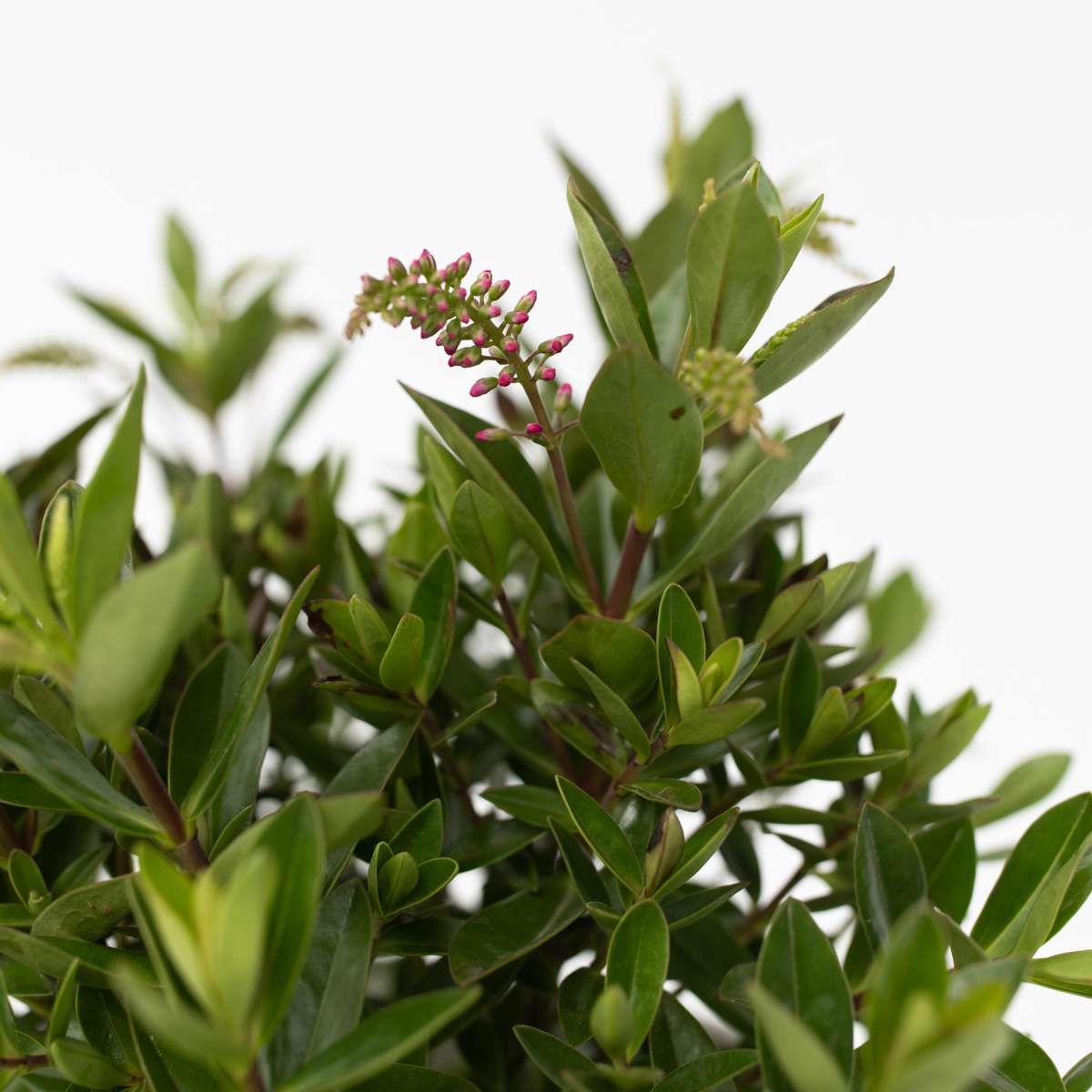 Hebe 'Siara', 'Ranaia', 'Samona' - Mix van 3