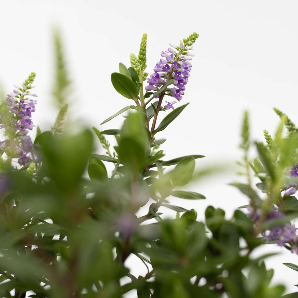 Hebe 'Siara', 'Ranaia', 'Samona' - Mix van 3