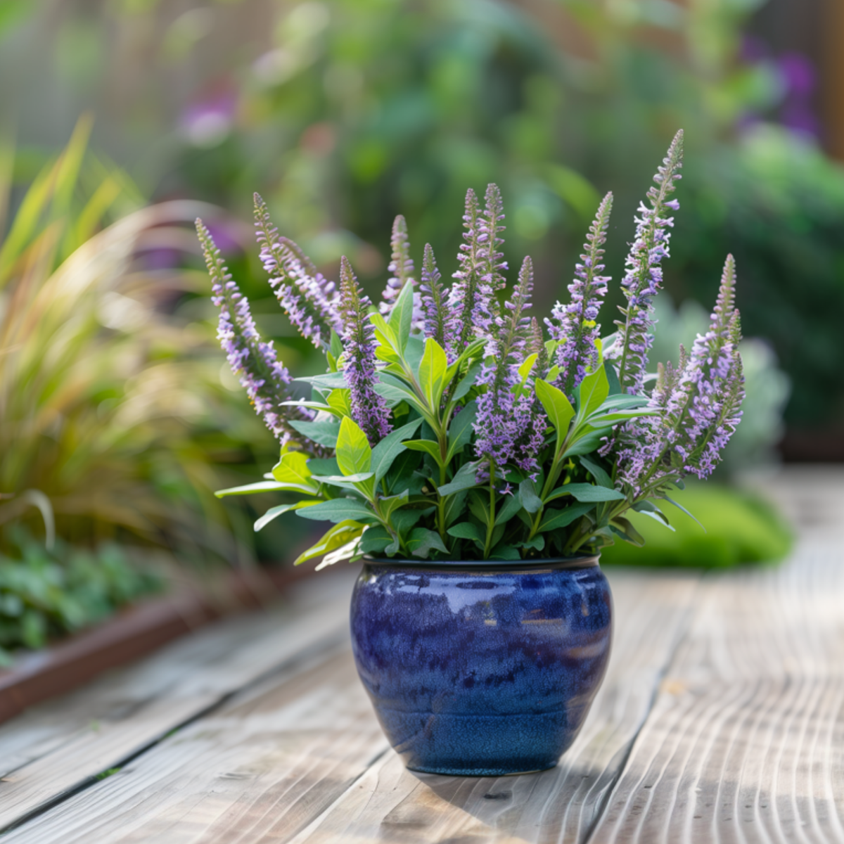 Hebe pinguifolia - Mix van 6 - Struikveronica