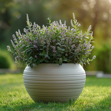 Hebe pinguifolia - Mix van 12 - Struikveronica