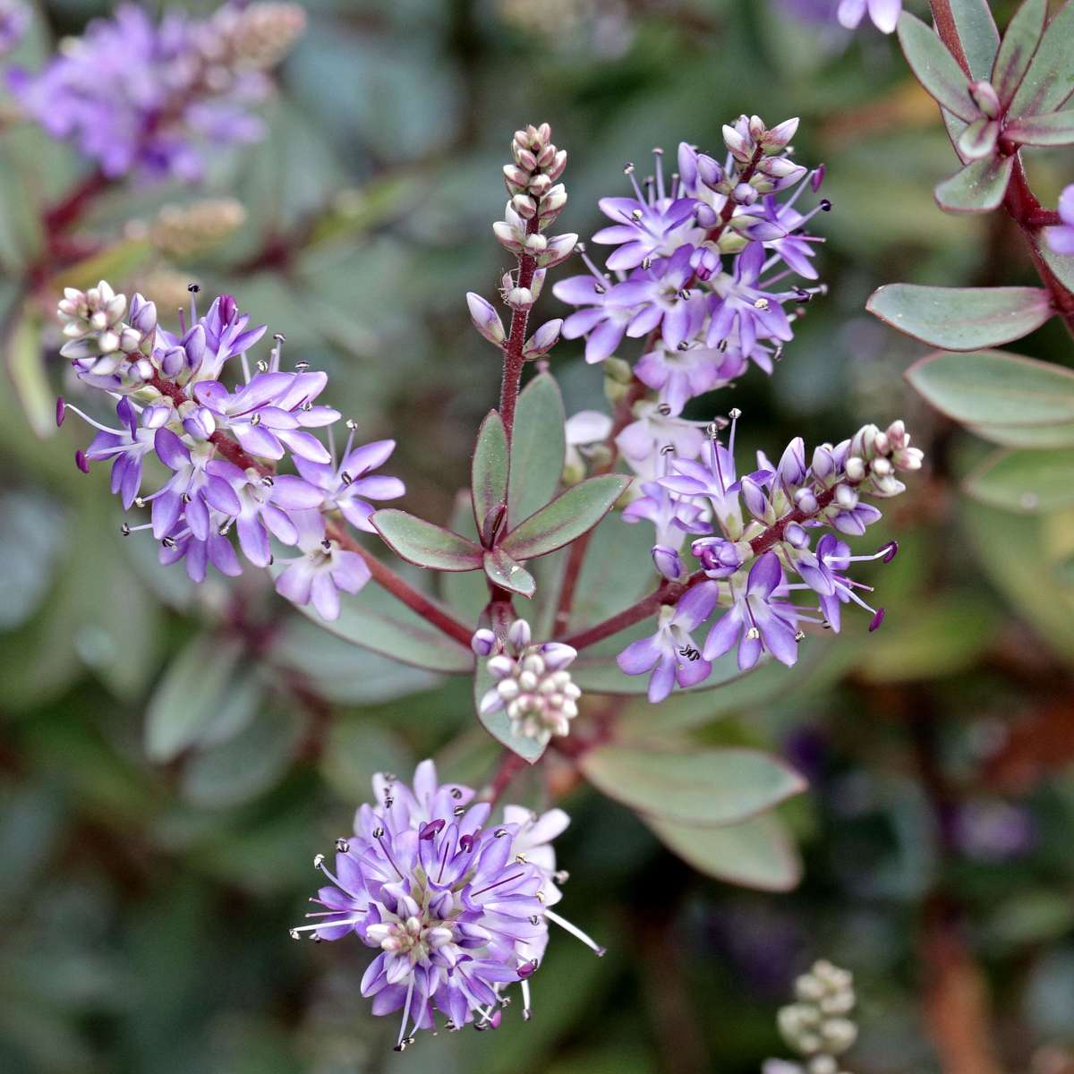 Hebe pinguifolia - Mix van 6 - Struikveronica