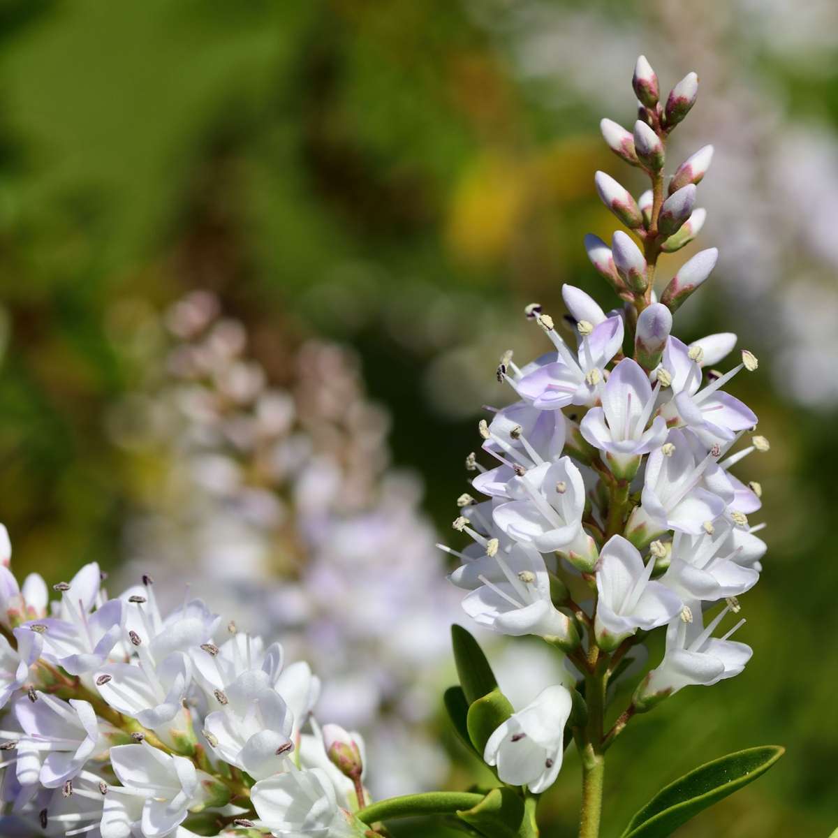 Hebe pinguifolia - Mix van 6 - Struikveronica