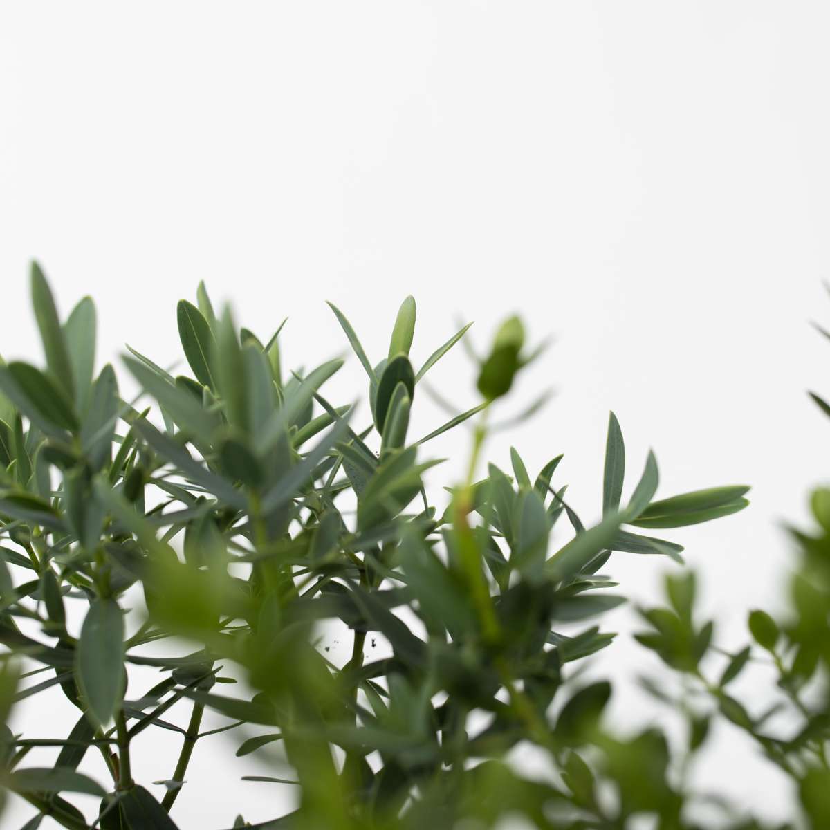 Hebe pinguifolia - Mix van 12 - Struikveronica