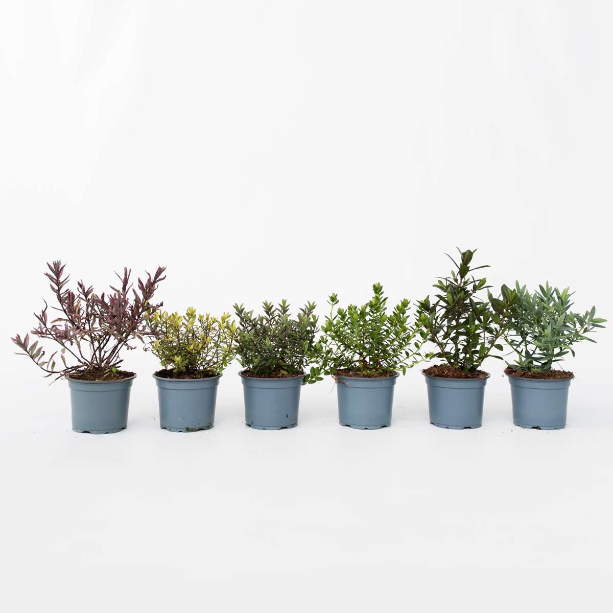 Hebe pinguifolia - Mix van 12 - Struikveronica