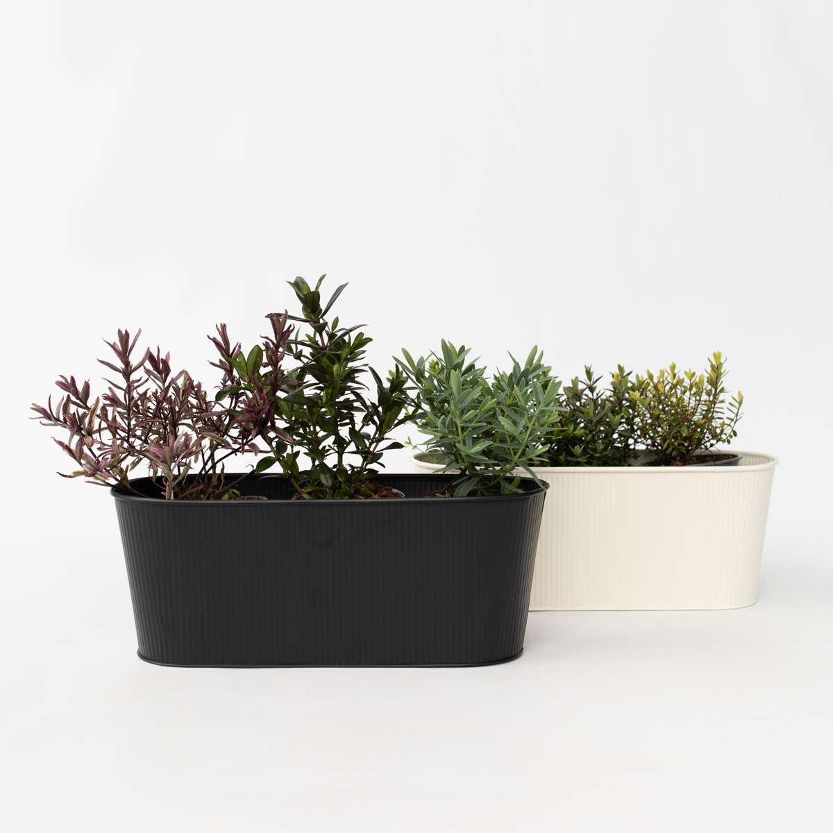 Hebe pinguifolia - Mix van 12 - Struikveronica