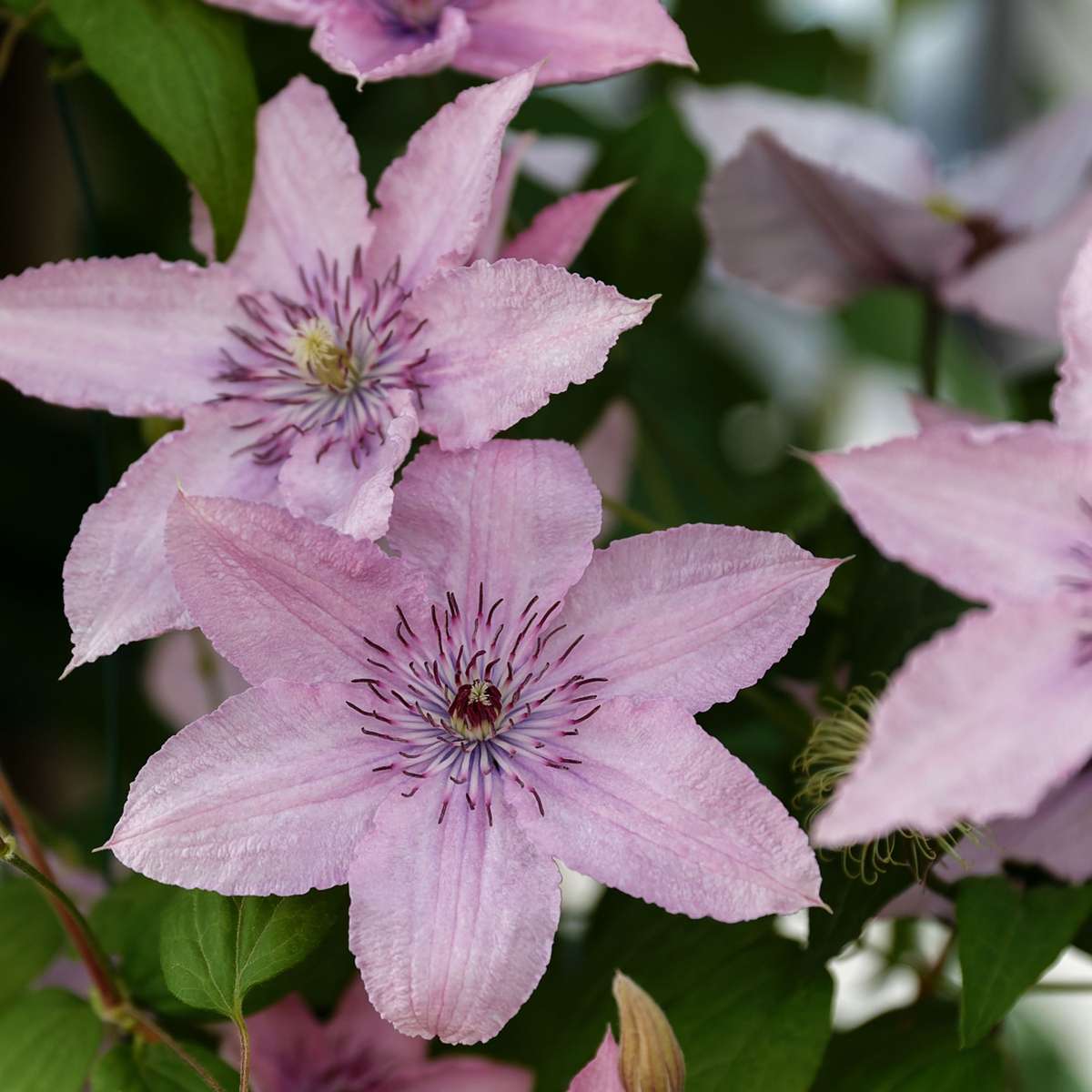 Clematis 'Hagley Hybrid' - 2 stuks - Bosrank