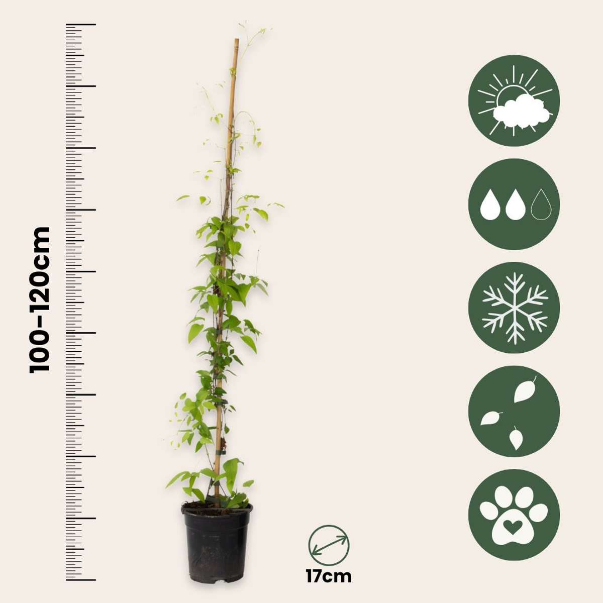 Clematis 'Hagley Hybrid' - 2 stuks - Bosrank