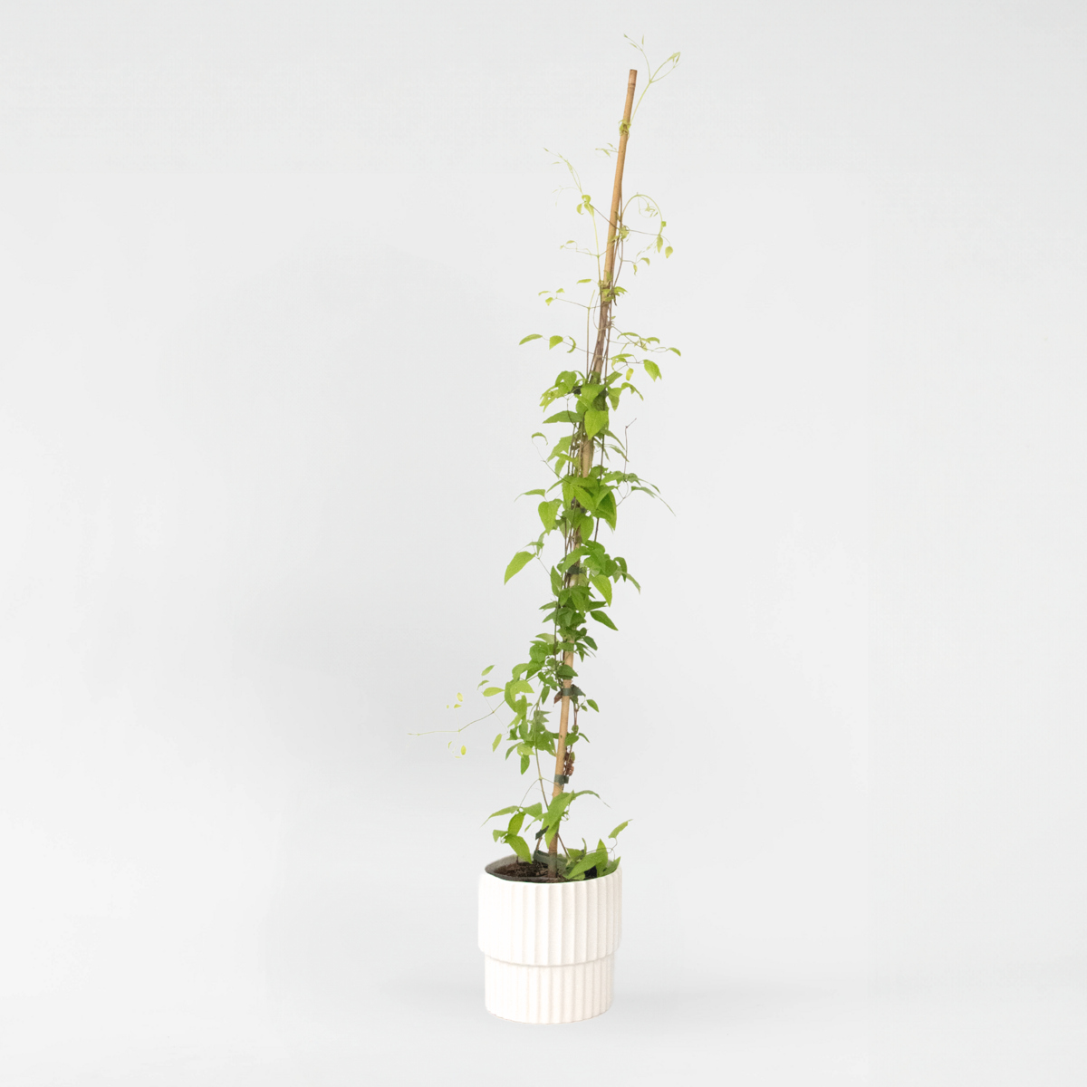 Clematis 'The President' - Bosrank