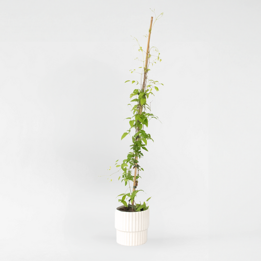 Clematis 'The President' - Bosrank