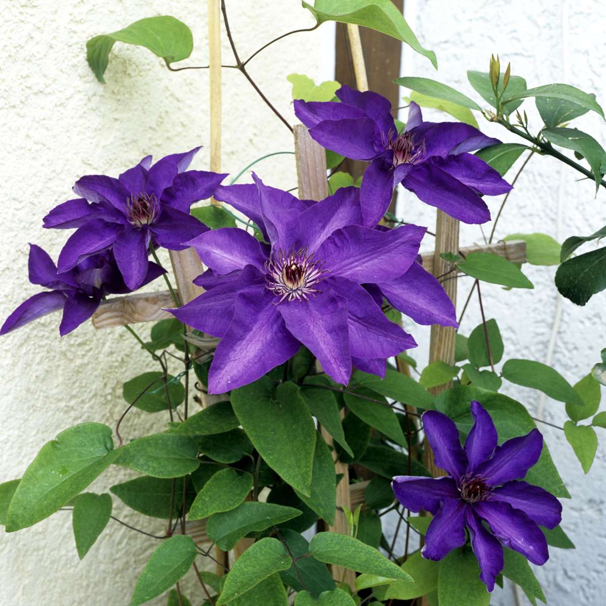 Clematis 'The President' - 2 stuks - Bosrank