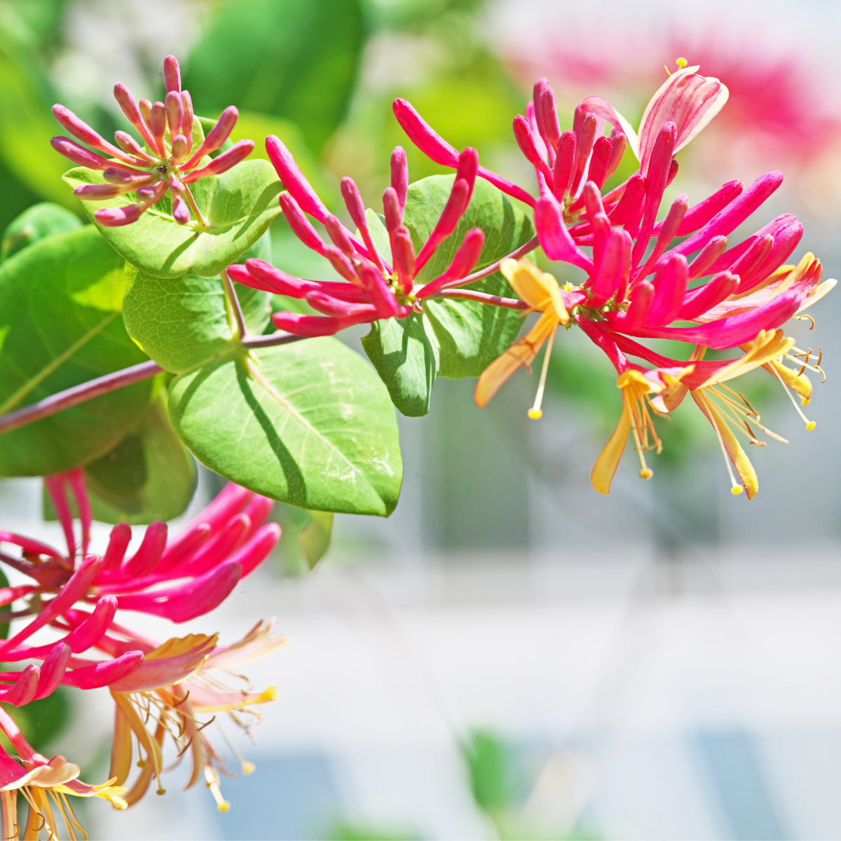 Lonicera x Heckrotti American Beauty - Set van 2