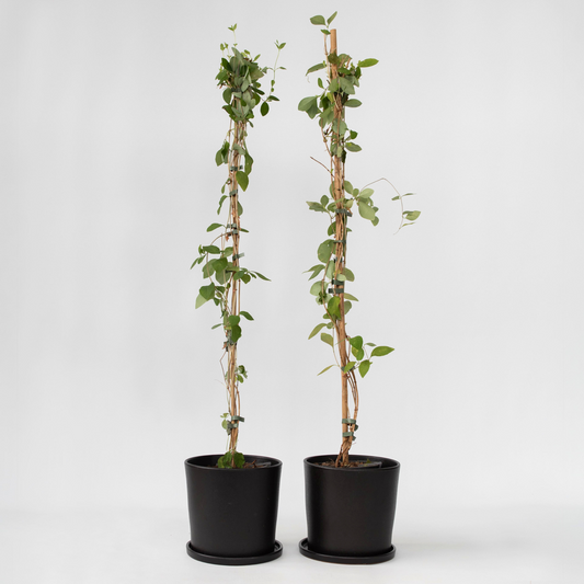 Lonicera x Heckrotti American Beauty - Set van 2