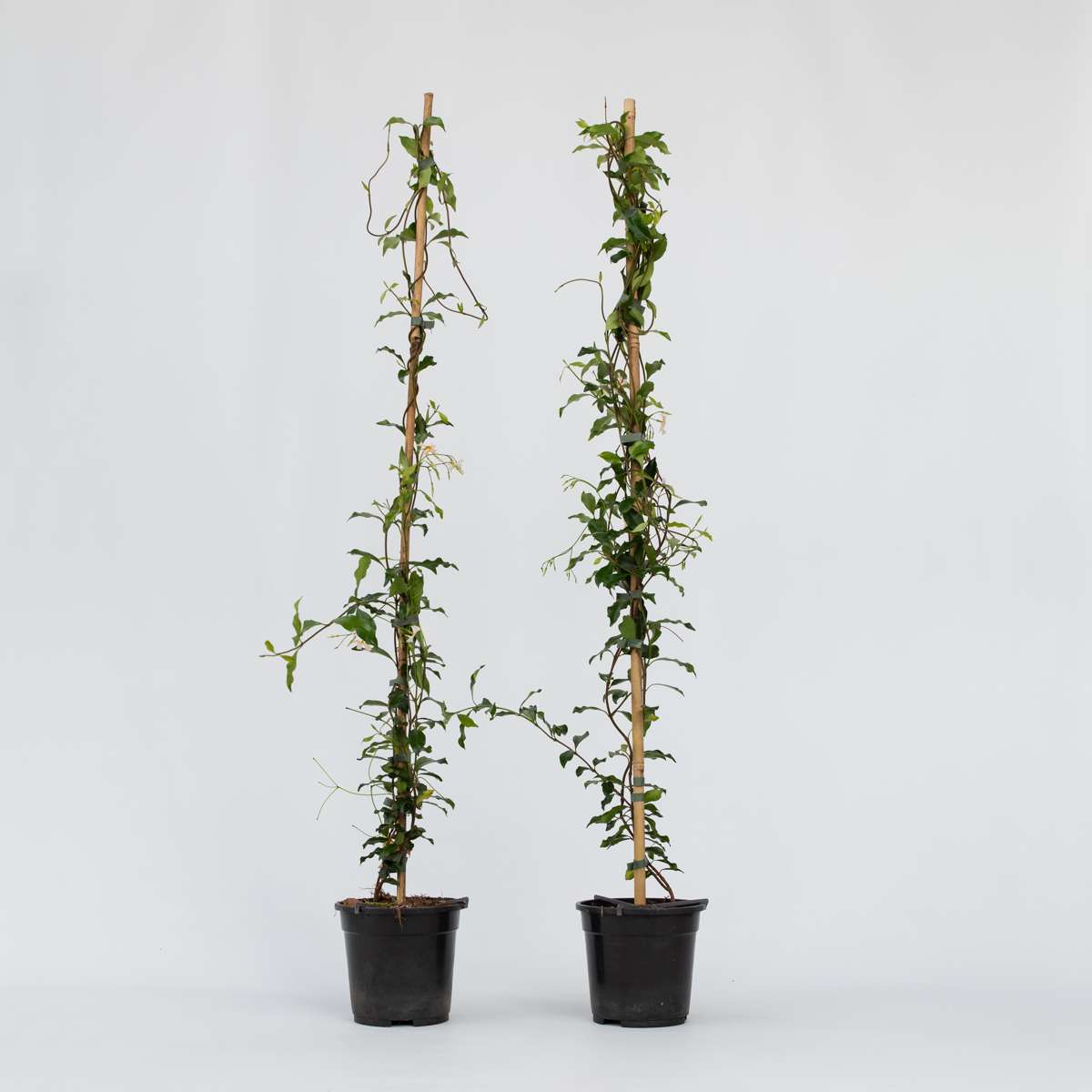 Trachelospermum 'Pink Showers' - Set van 2 - Jasmijn