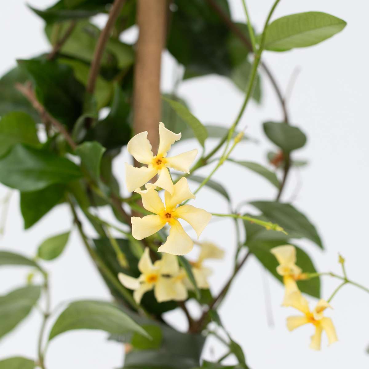Trachelospermum jasminoides 'Ster van Toscane'