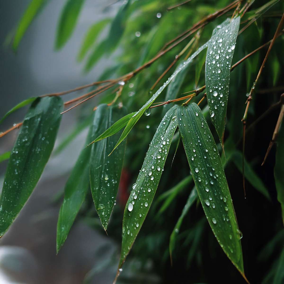 Fargesia Rufa - Set van 3 - Bamboe