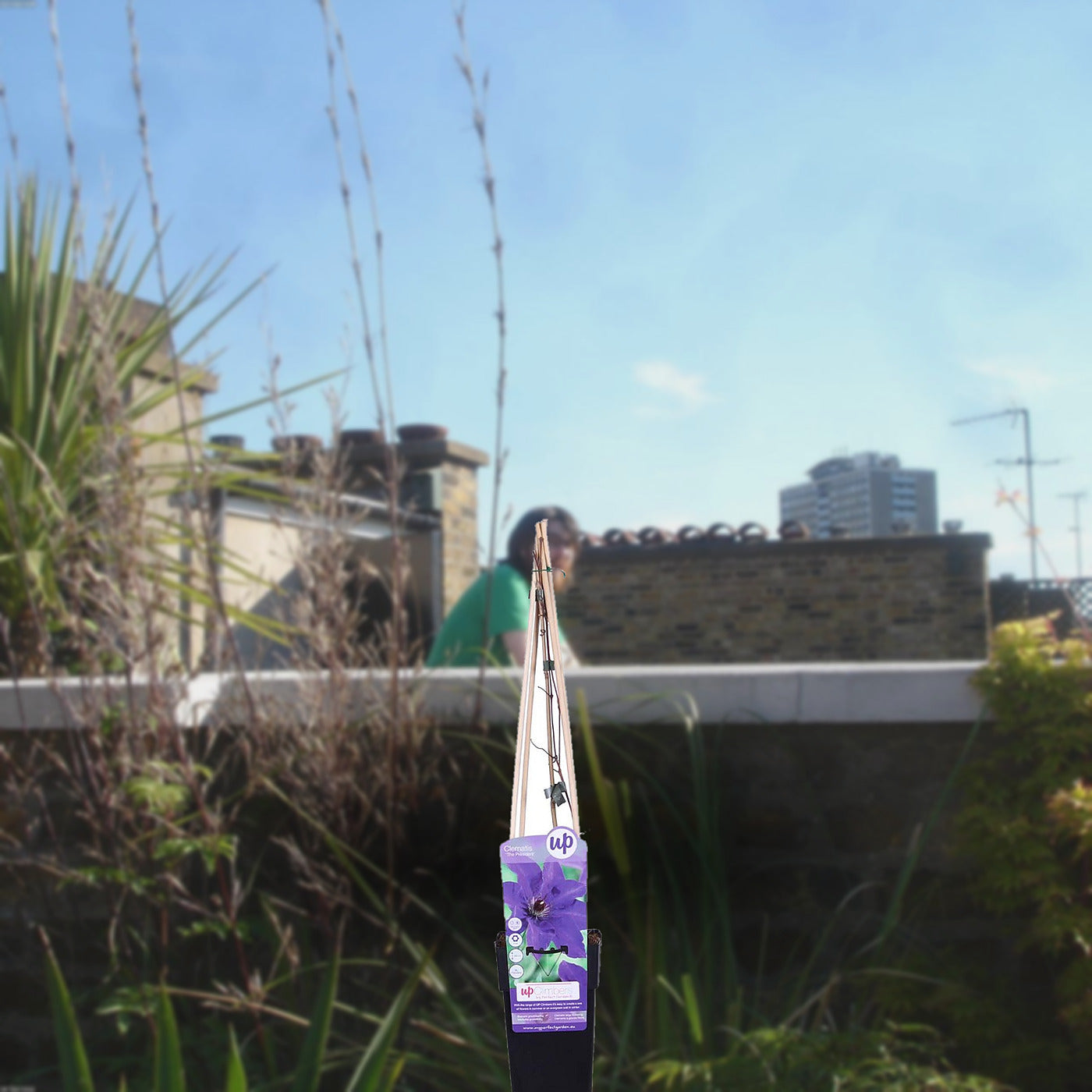 Florazo extra product image 3 for Clematis President - Buitenplant | Florazo