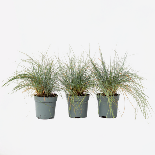 Festuca glauca 'Elijah Blue' - Set van 3 - Siergras