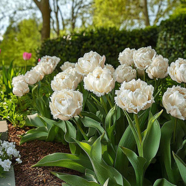 Tulipa 'Snow Crystal' - 10 stuks - Tulpenbollen - Wit