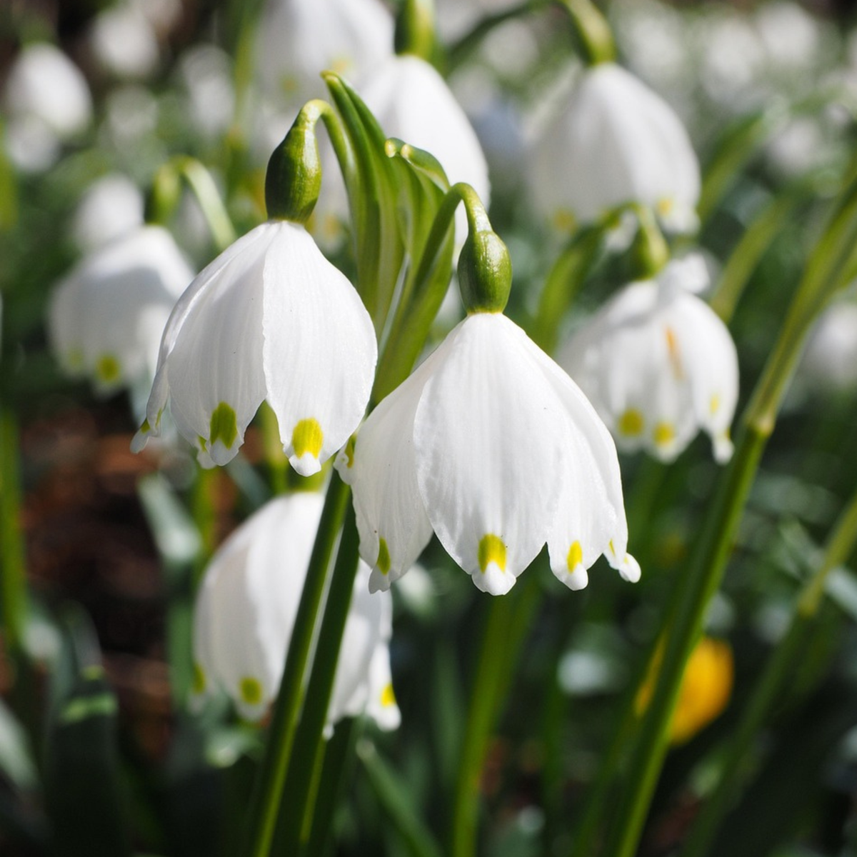 Leucojum Aestivum - x20 - Zomerklokje - Bloembollen