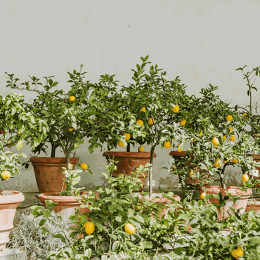 Citrus limon - Citroenboom - Set van 2