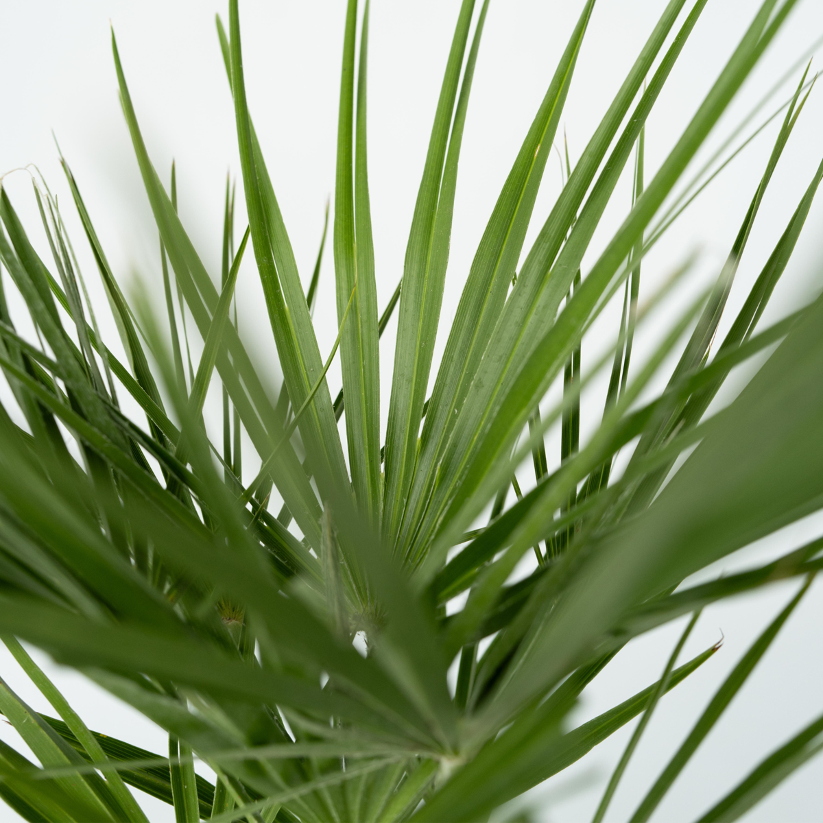 Chamaerops humilis - Europese Dwergpalm