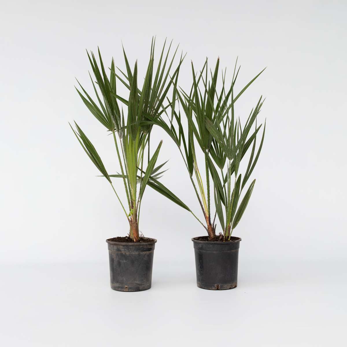 Chamaerops humilis - Set van 2 - Europese dwergpalm