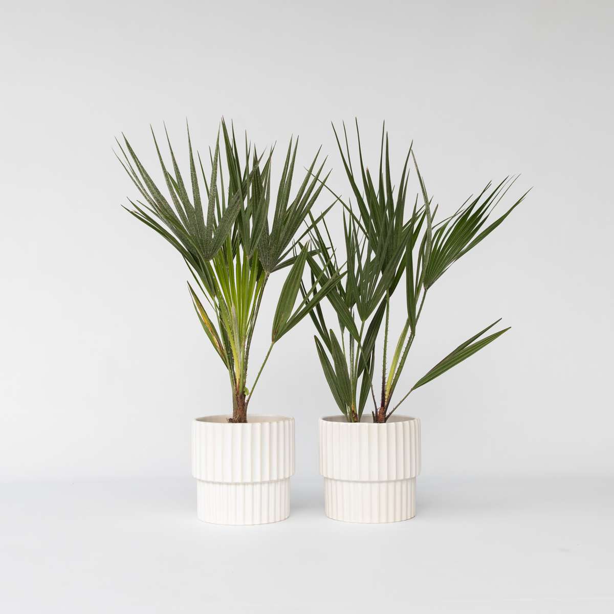 Chamaerops humilis - Set van 2 - Europese dwergpalm