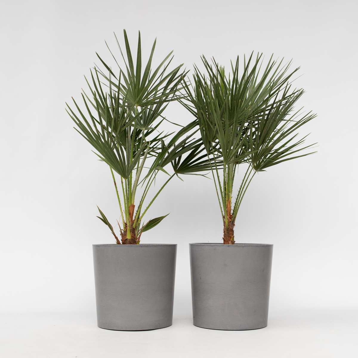 Chamaerops humilis - Set van 2 - Europese dwergpalm