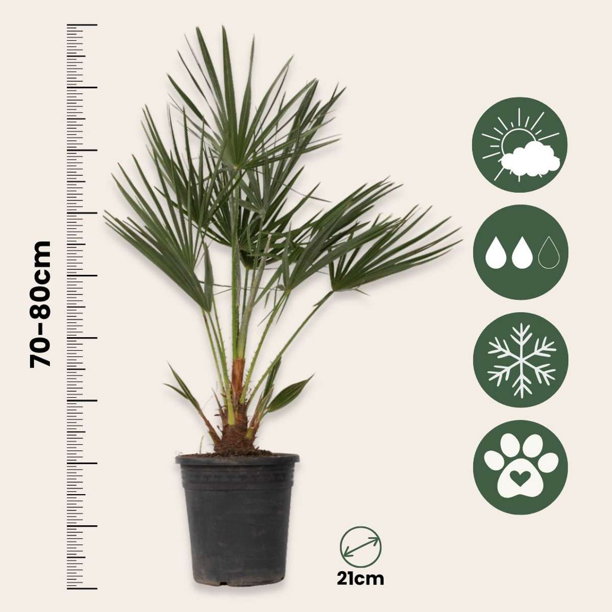 Chamaerops humilis - Set van 2 - Europese dwergpalm