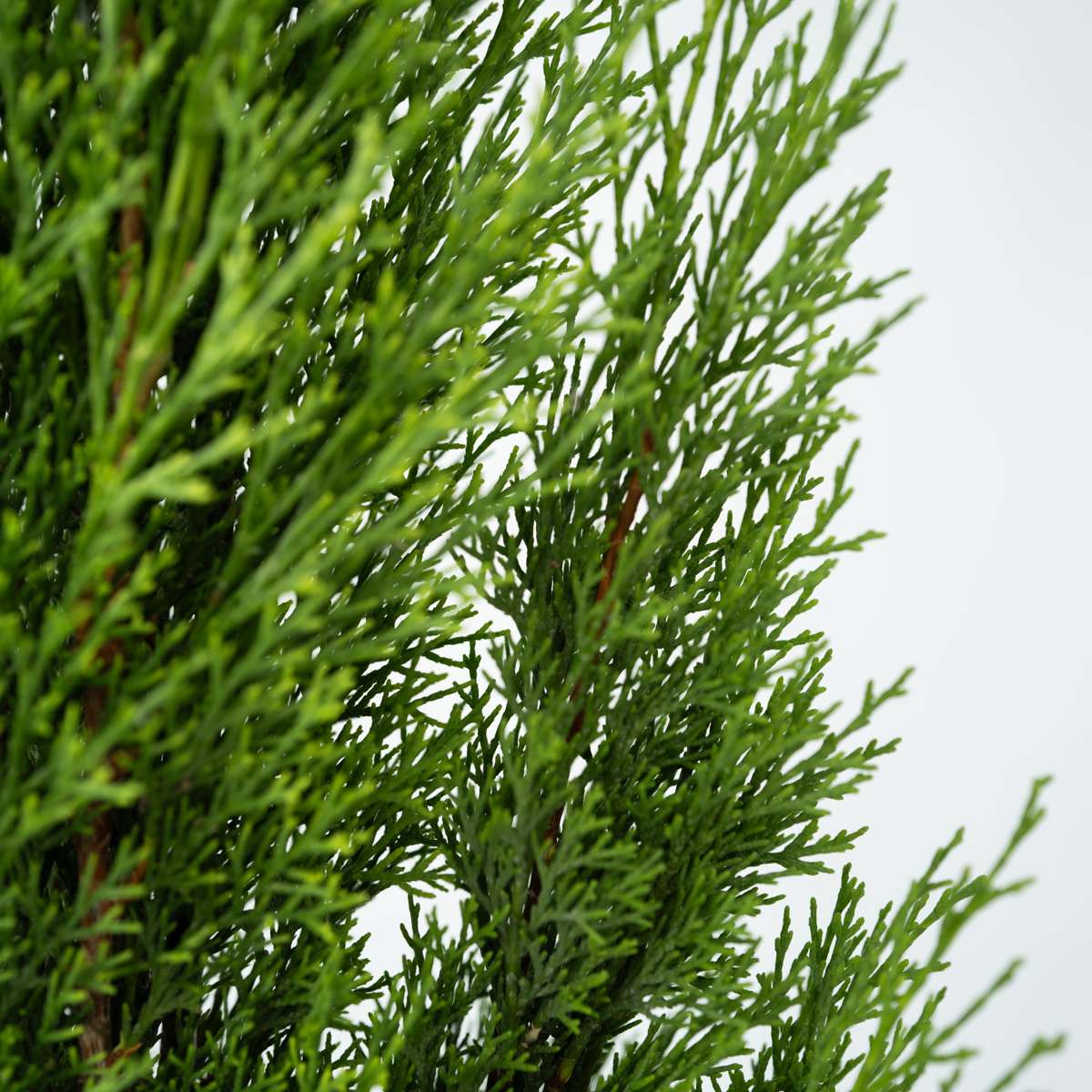 Cupressus sempervirens - Toscaanse Cipres