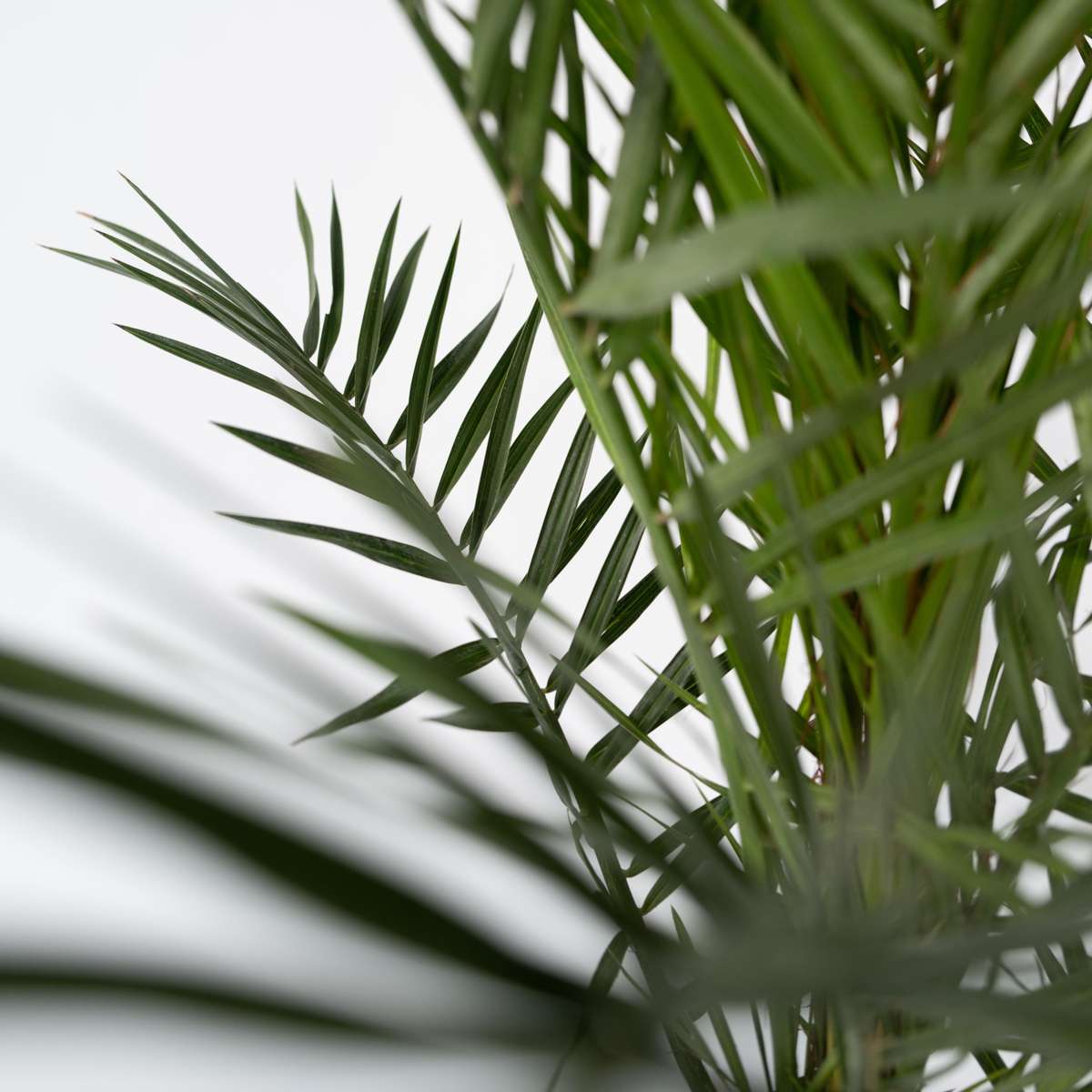 Phoenix Canariensis - Set van 4 - Dadelpalm