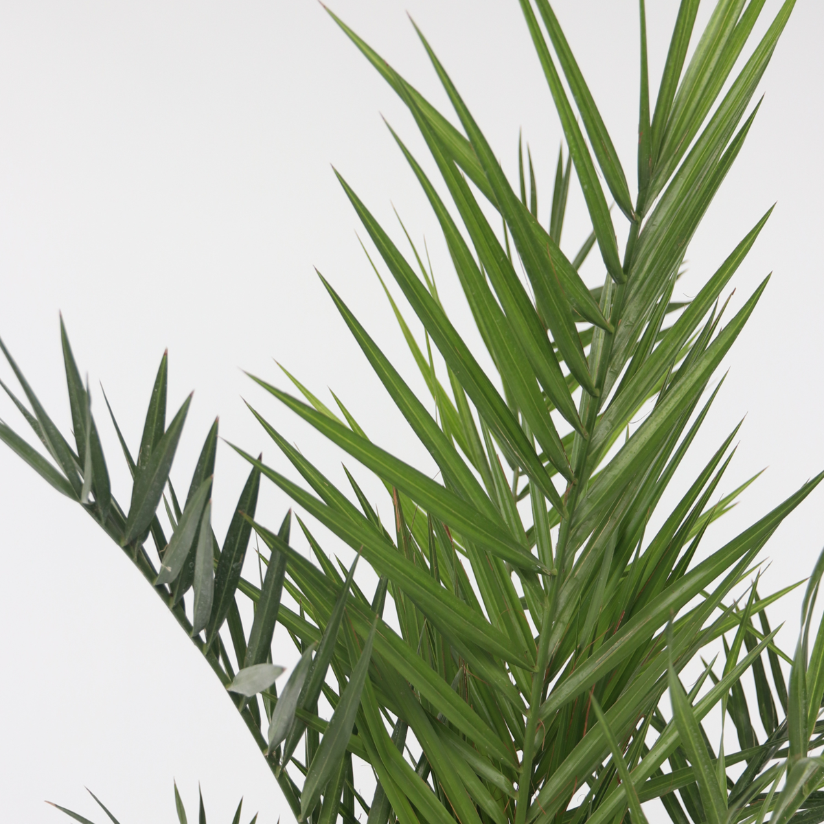 Phoenix Canariensis - Set van 4 - Dadelpalm