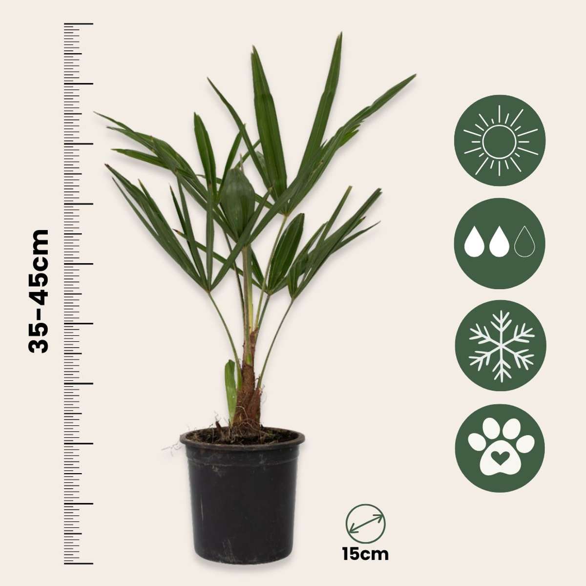 Trachycarpus Fortunei - Set van 2 - Waaierpalmboom