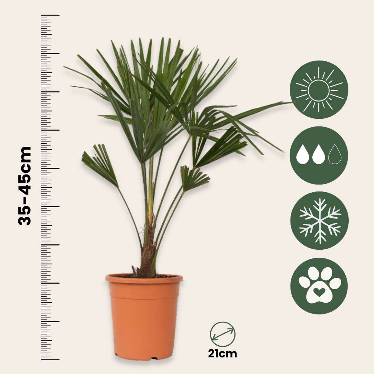 Trachycarpus Fortunei - Waaierpalmboom