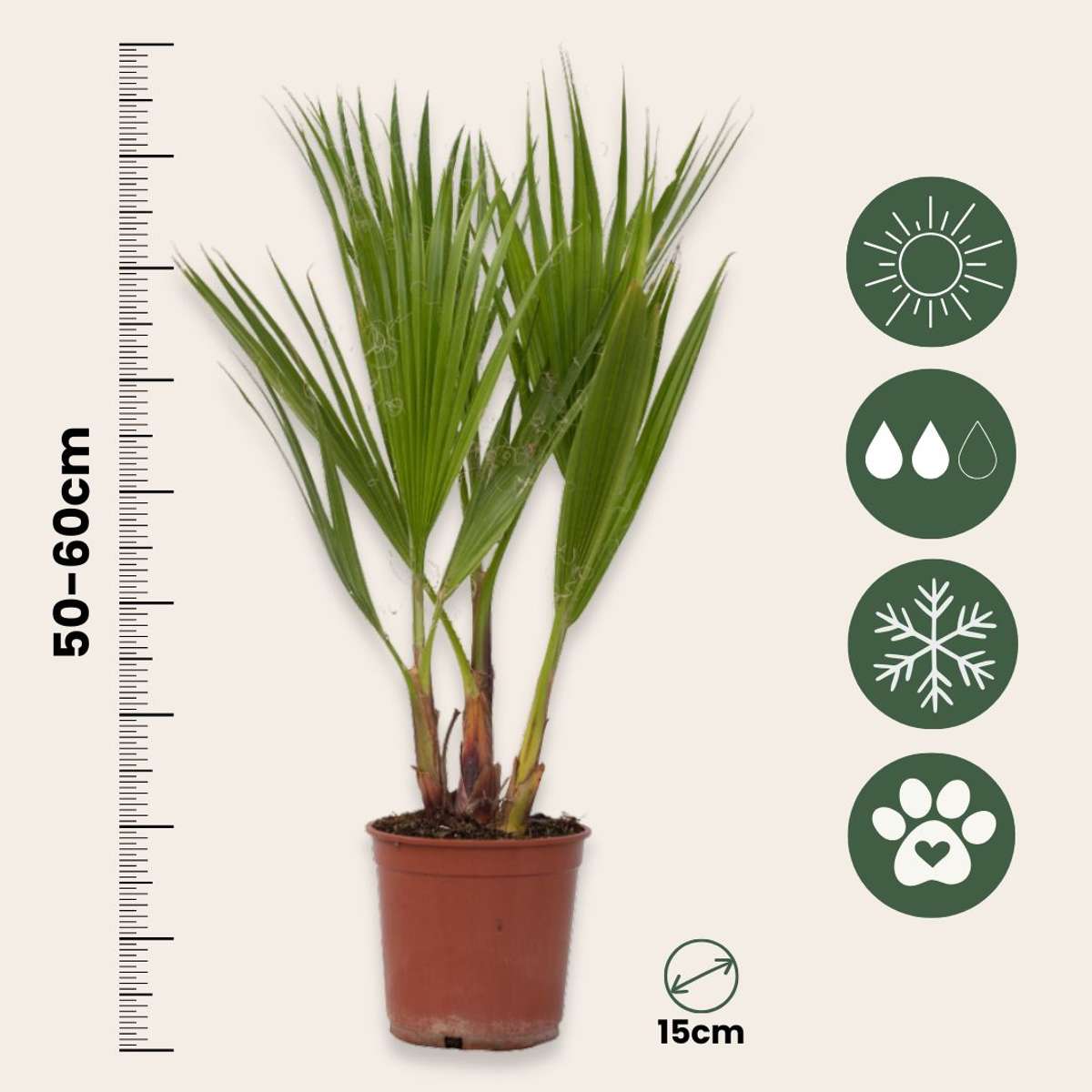 Washingtonia Robusta - Set van 2 - Waaierpalm