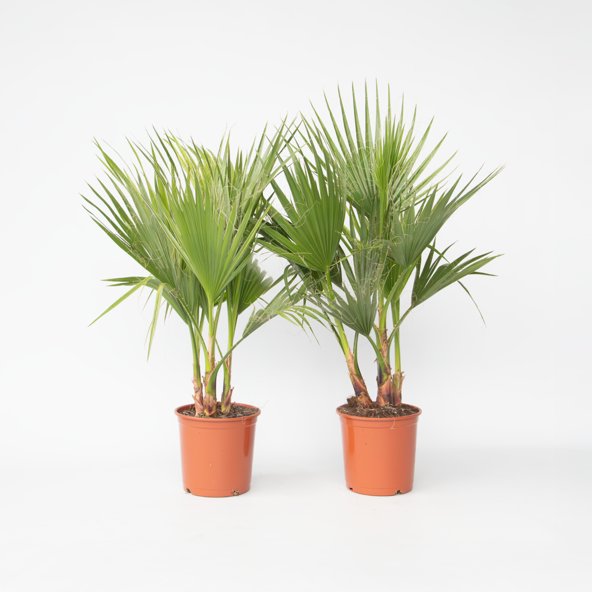Washingtonia Robusta - Set van 2 - Waaierpalm