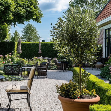 Olea europaea - Olijfboom