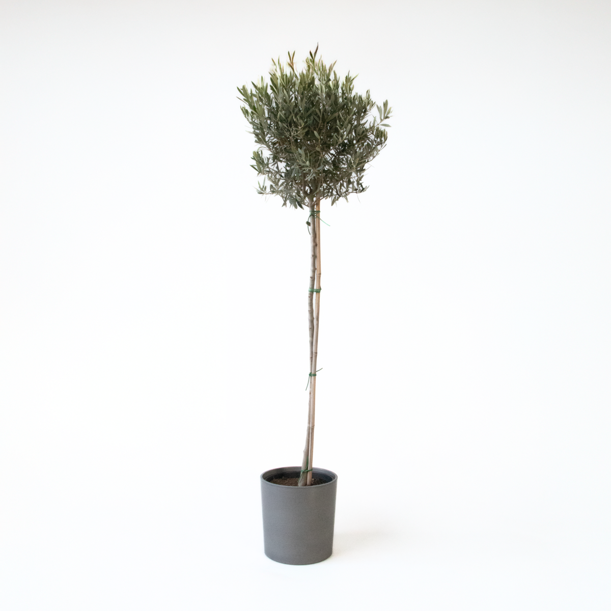 Olea europaea - Olijfboom