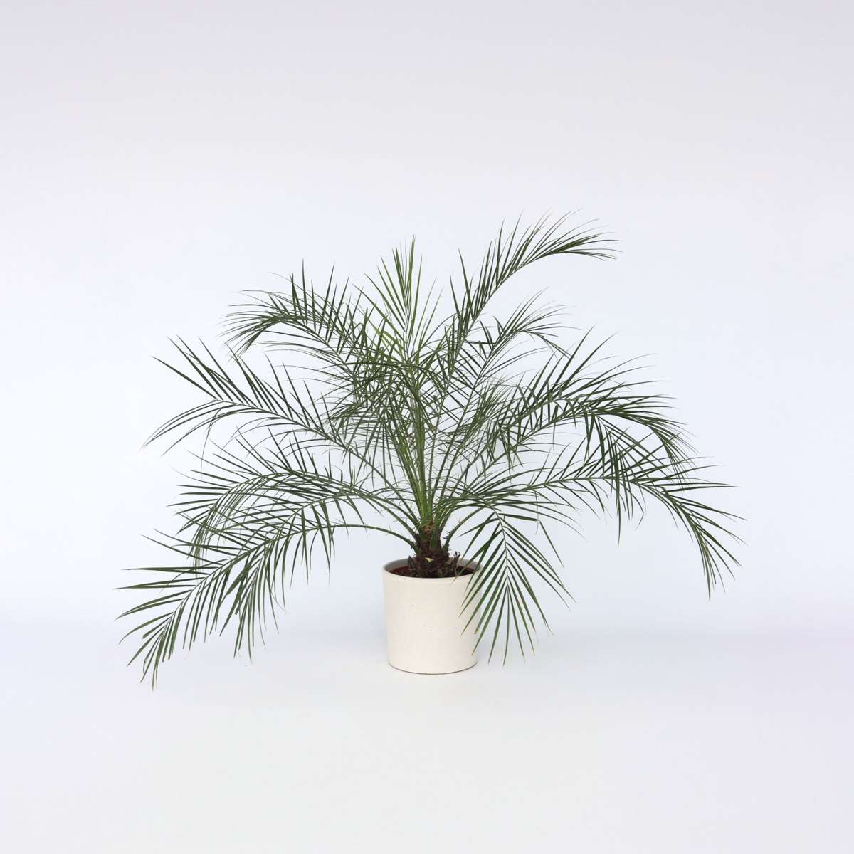 Phoenix roebelenii - Dwergdadelpalm