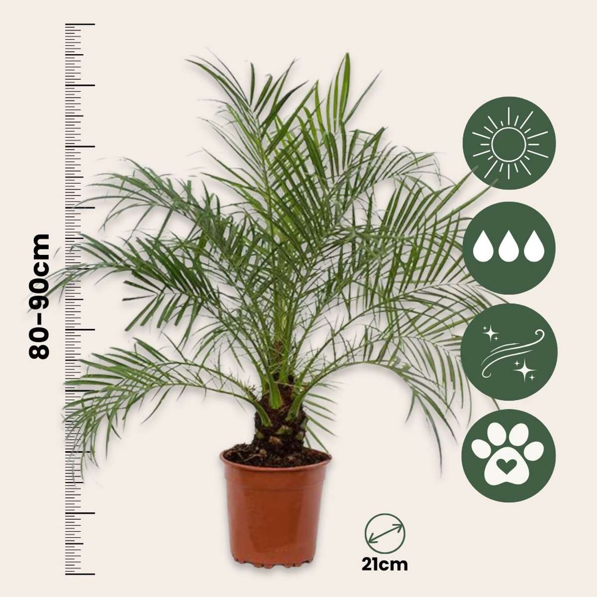 Phoenix roebelenii - Dwergdadelpalm