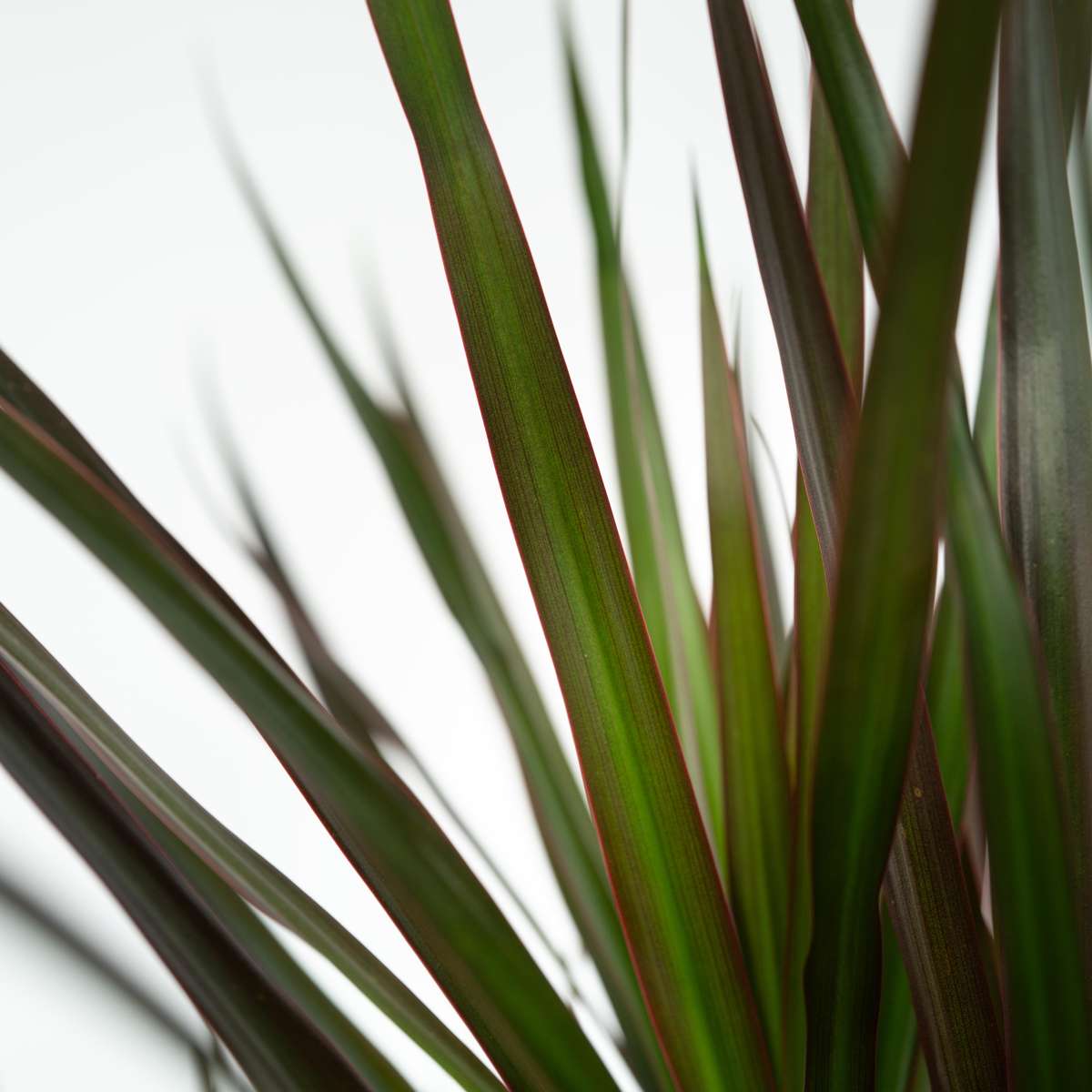 Dracaena marginata Magenta - Drakenbloedboom